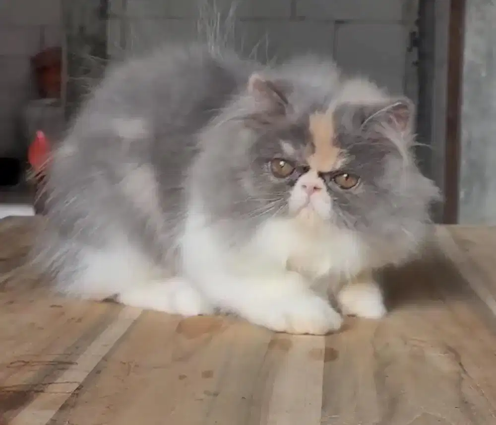 OPEN ADOP KUCING PERSIA PEAKNOSE