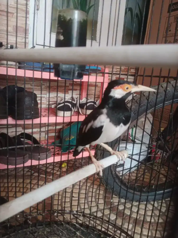 Suren deker rajin bunyi