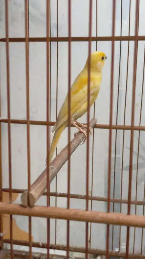 Burung kenari AFsf paud/anak jantan