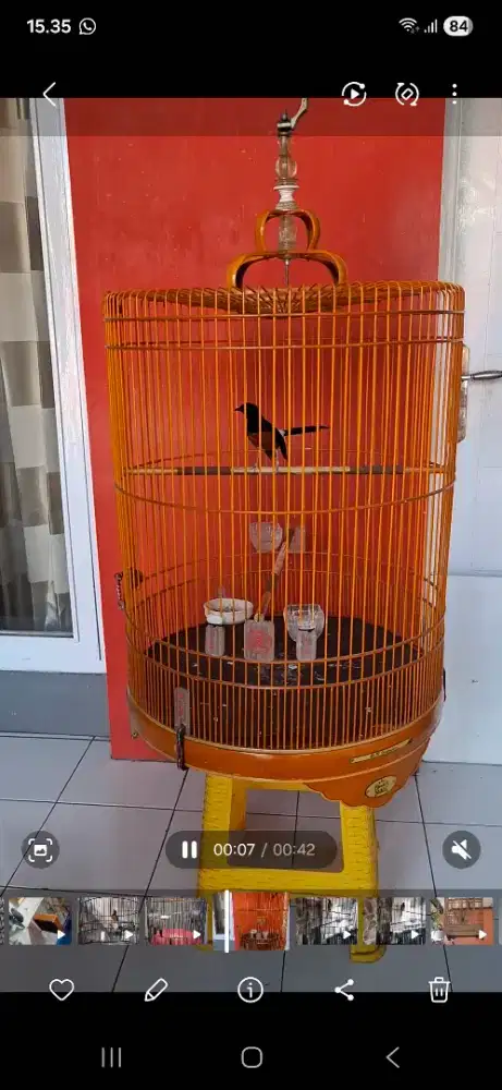 Jual burung muaray pastol