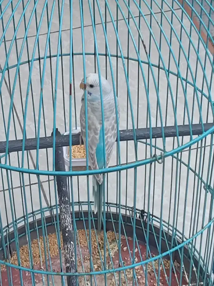 Burung parkit jantan aktif