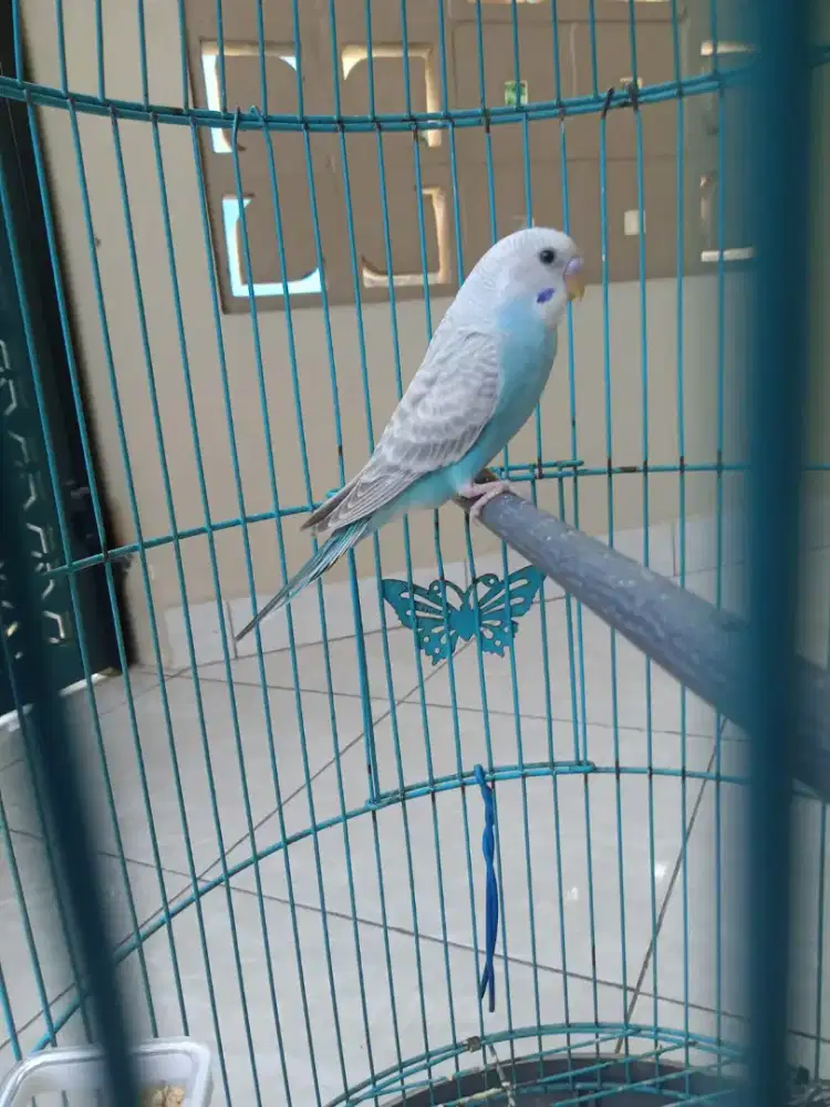 Burung parkit jantan aktif masteran murai