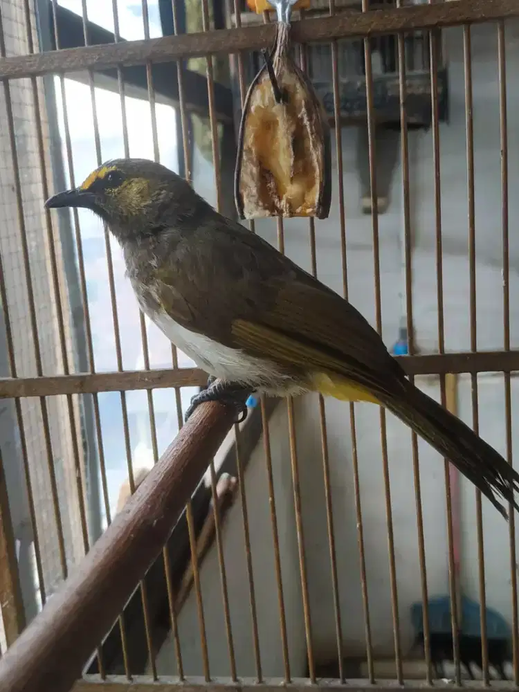 Burung cak willis/rengganis