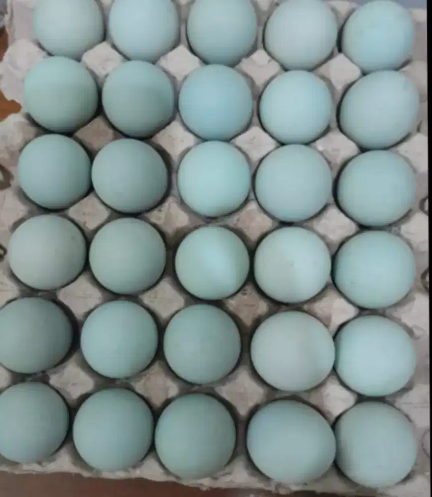 Telur Asin Enak poll