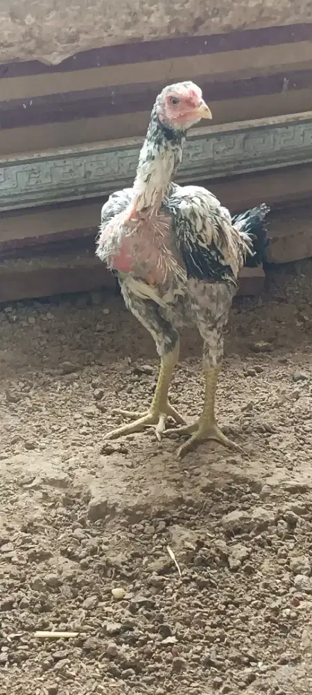 Jual Anak Jantan Magon