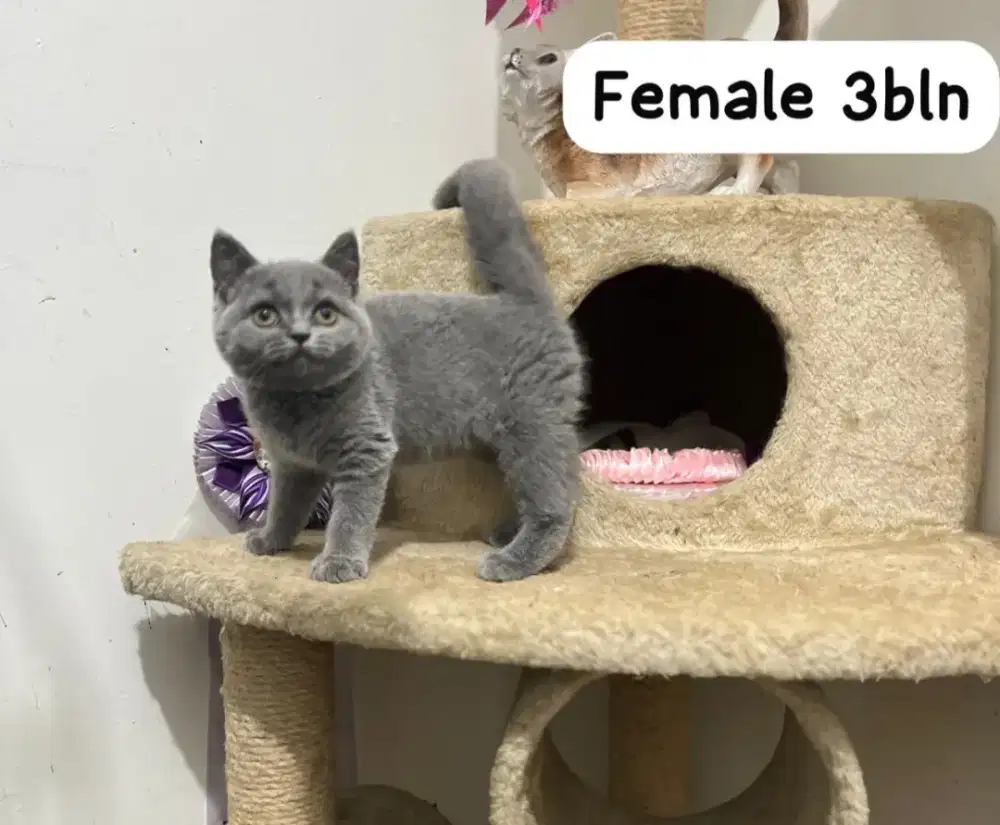 Kucing British shorthair