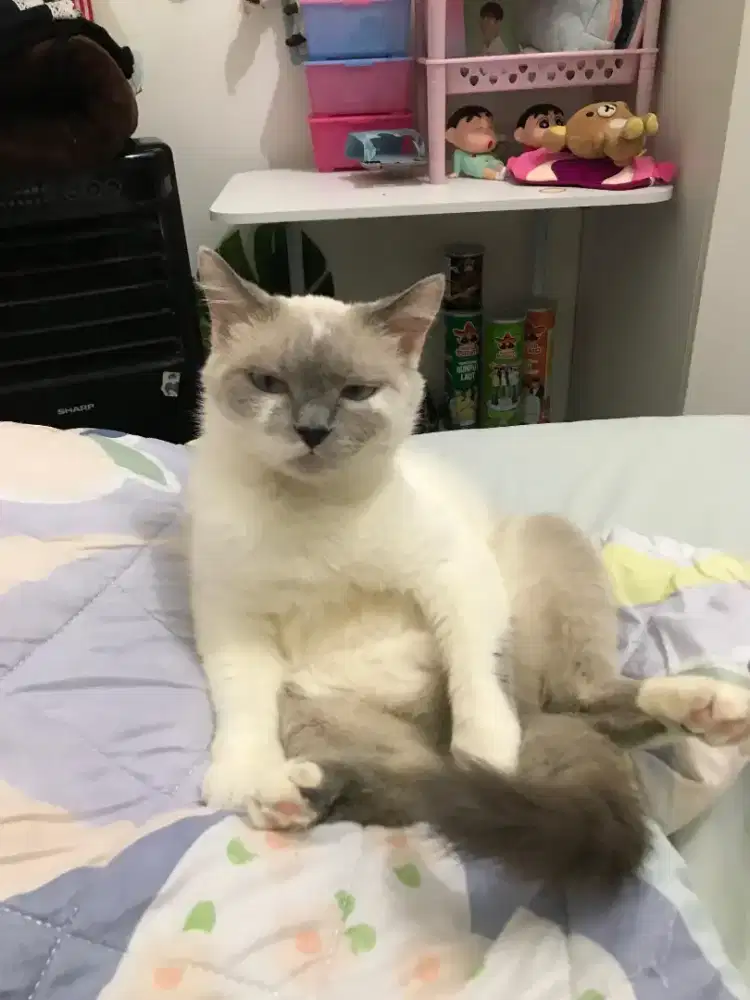 Open adopsi kucing himalaya jantan