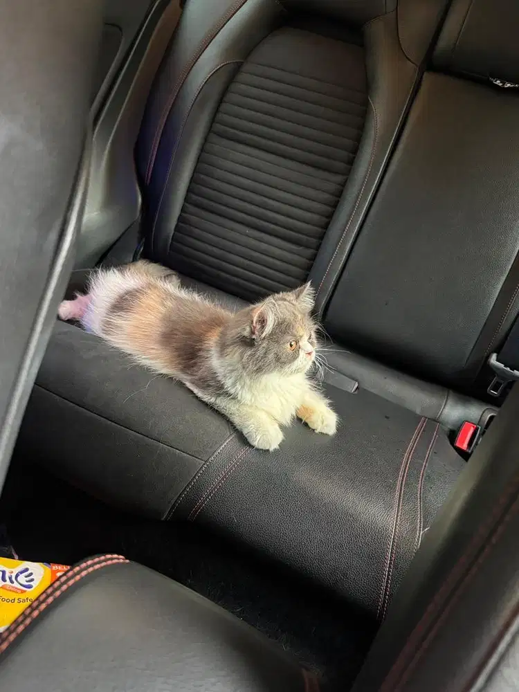 Flatnose Betina warna dilute