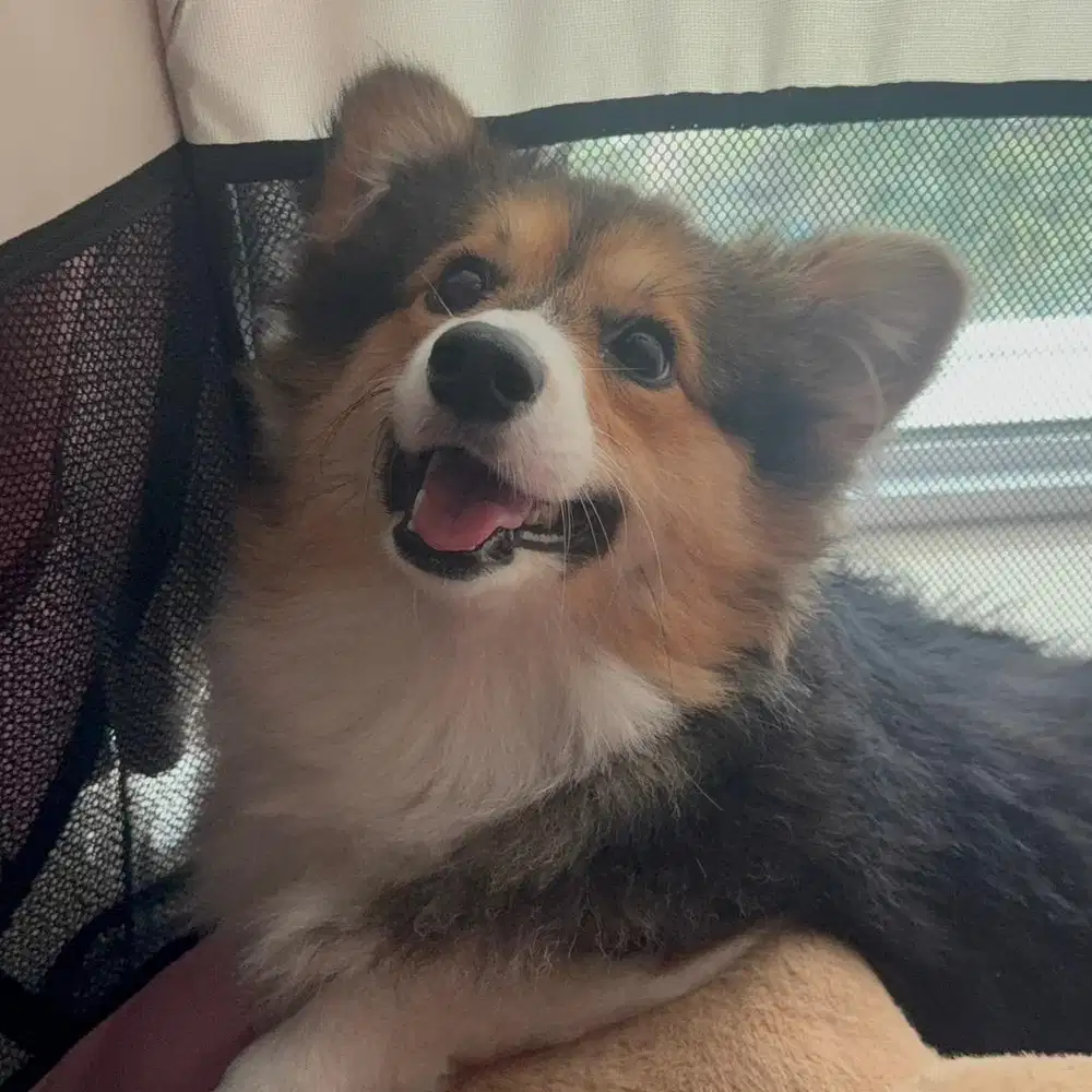 Anjing Pembroke Welsh Corgi Long Hair Betina Stambum PERKIN