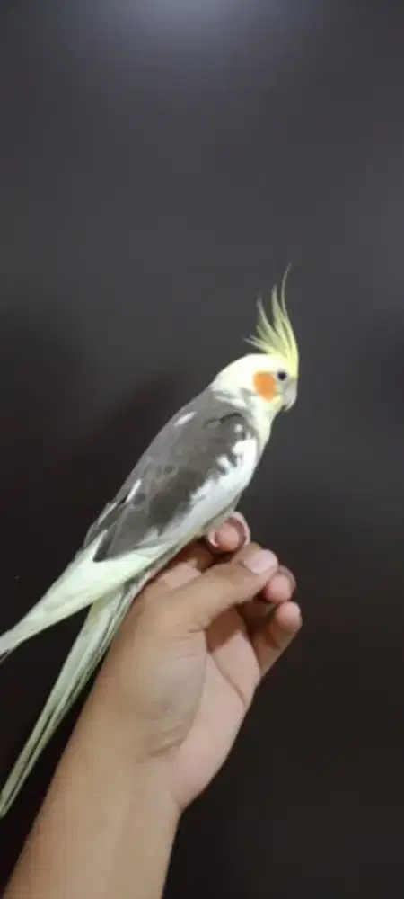 Burung falk/parkit Australia