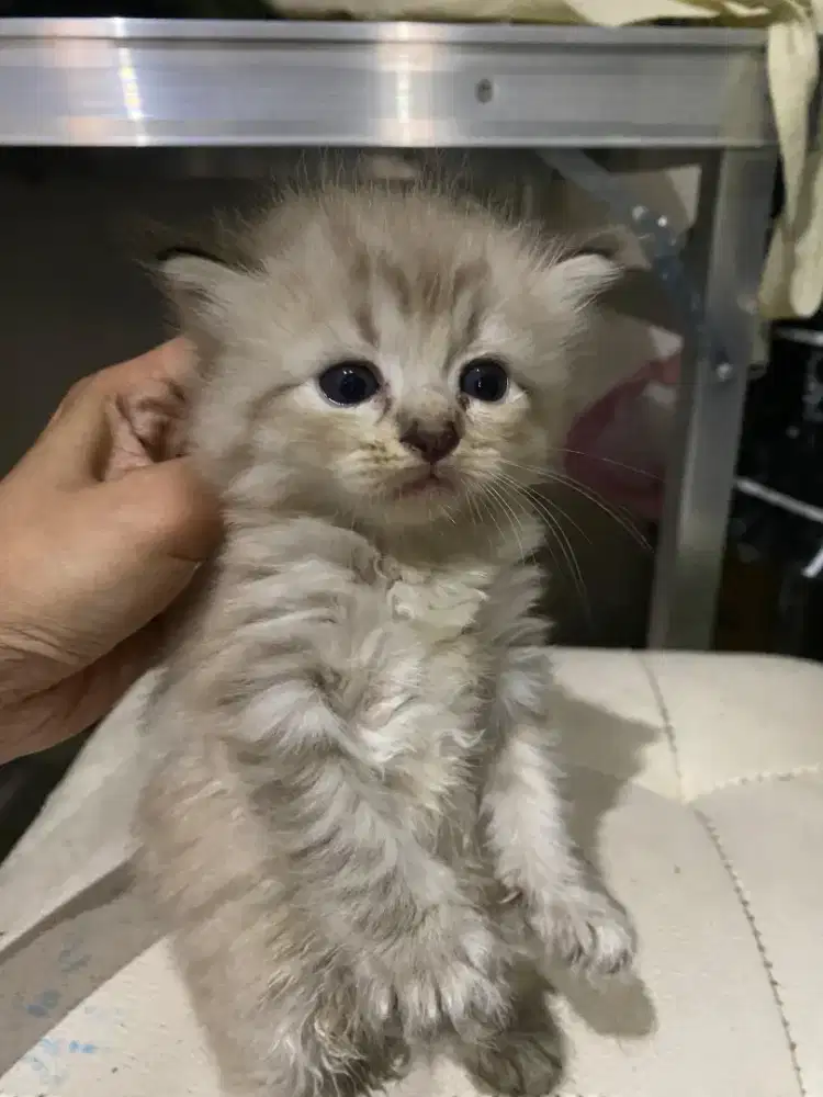 3 kucing Persia medium umur 1 bulan