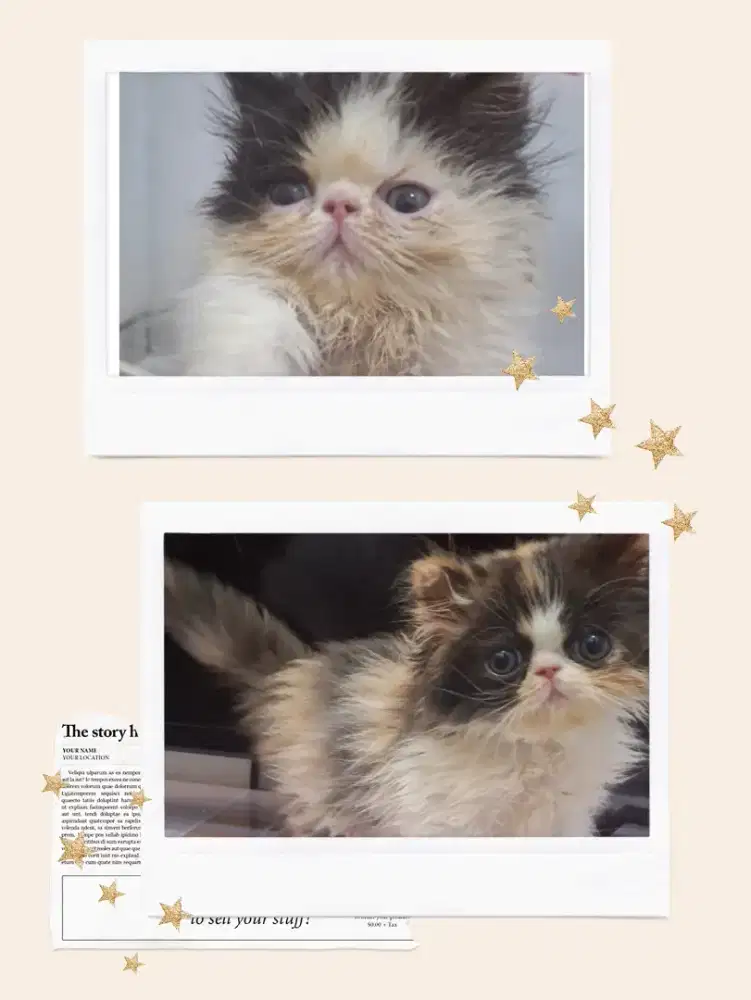 Lepas Adopt Peaknose Sepasang