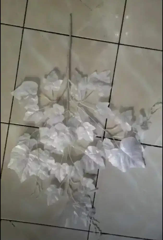 Maple putih perlusin