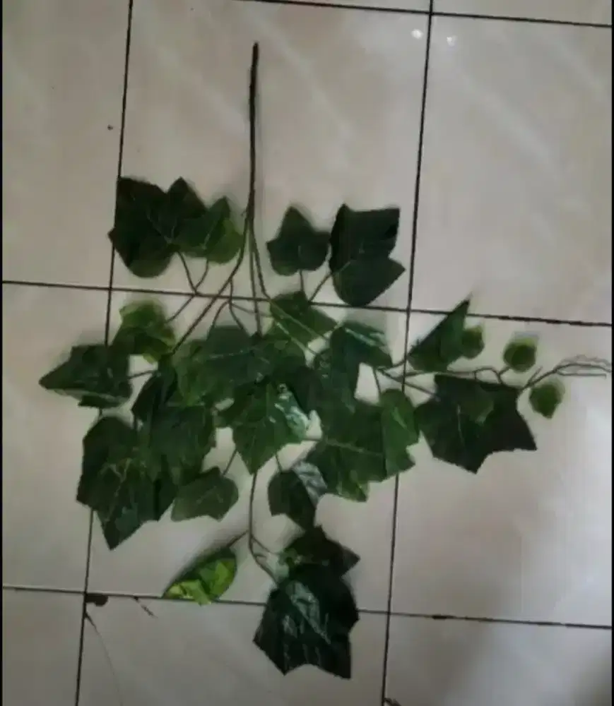 Maple hijau perlusin