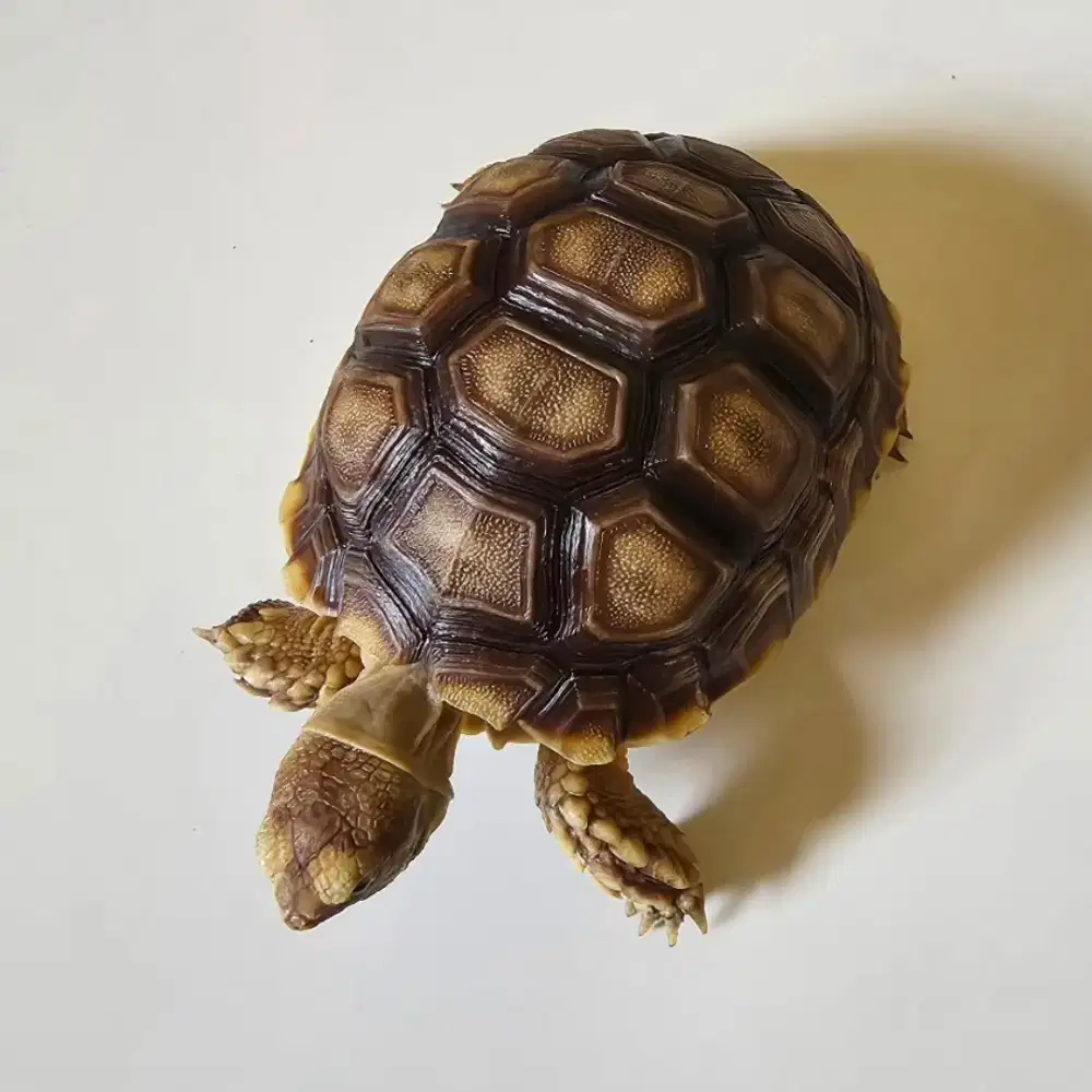 Kura Sulcata - Grade A+  Coffee ( 8,5 cm )