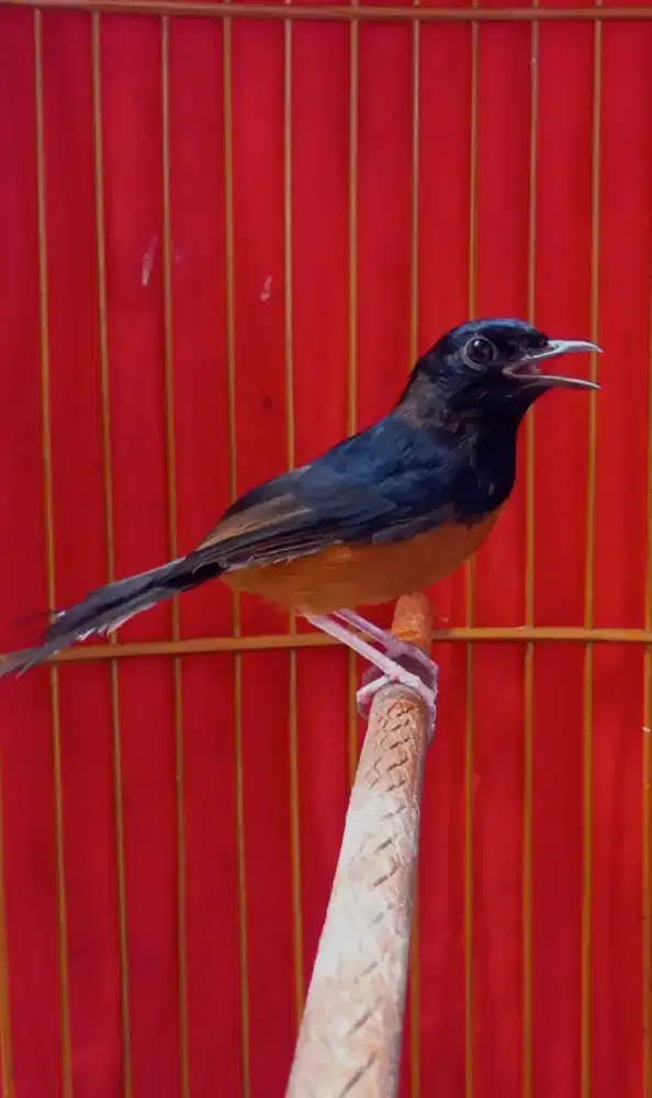 Murai trotol jantan mutasi pastol