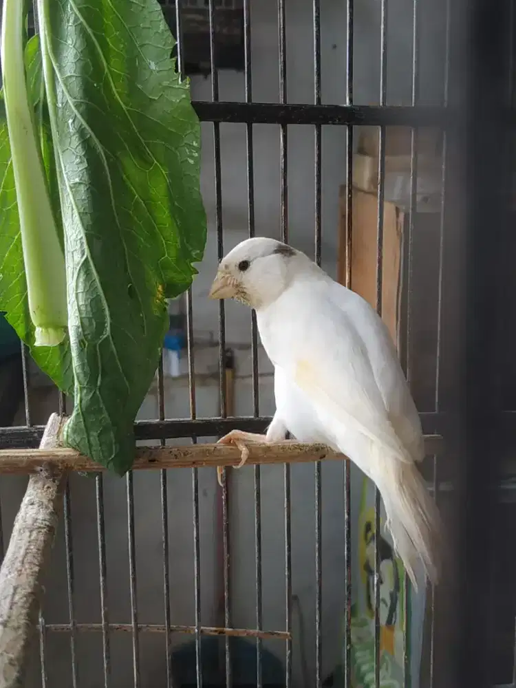 Anak kenari putih loper