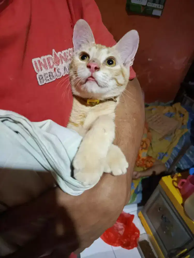 La kucing persia mix lucu