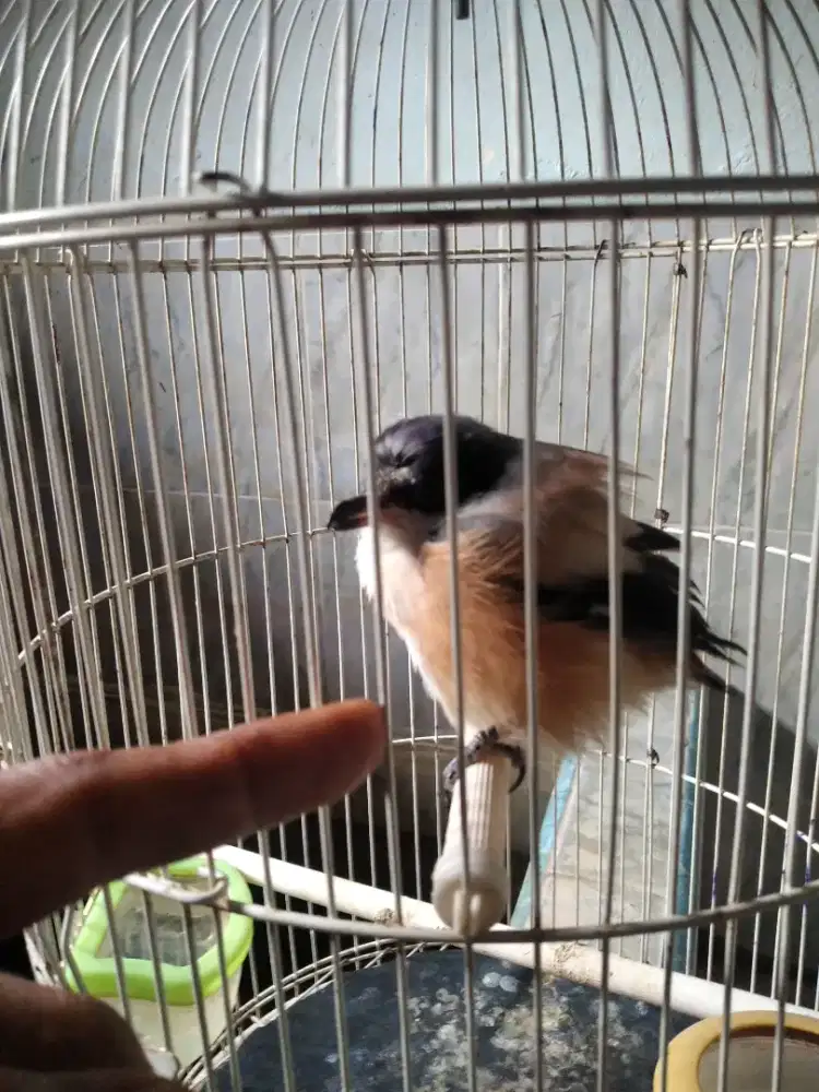Burung jinak sehat