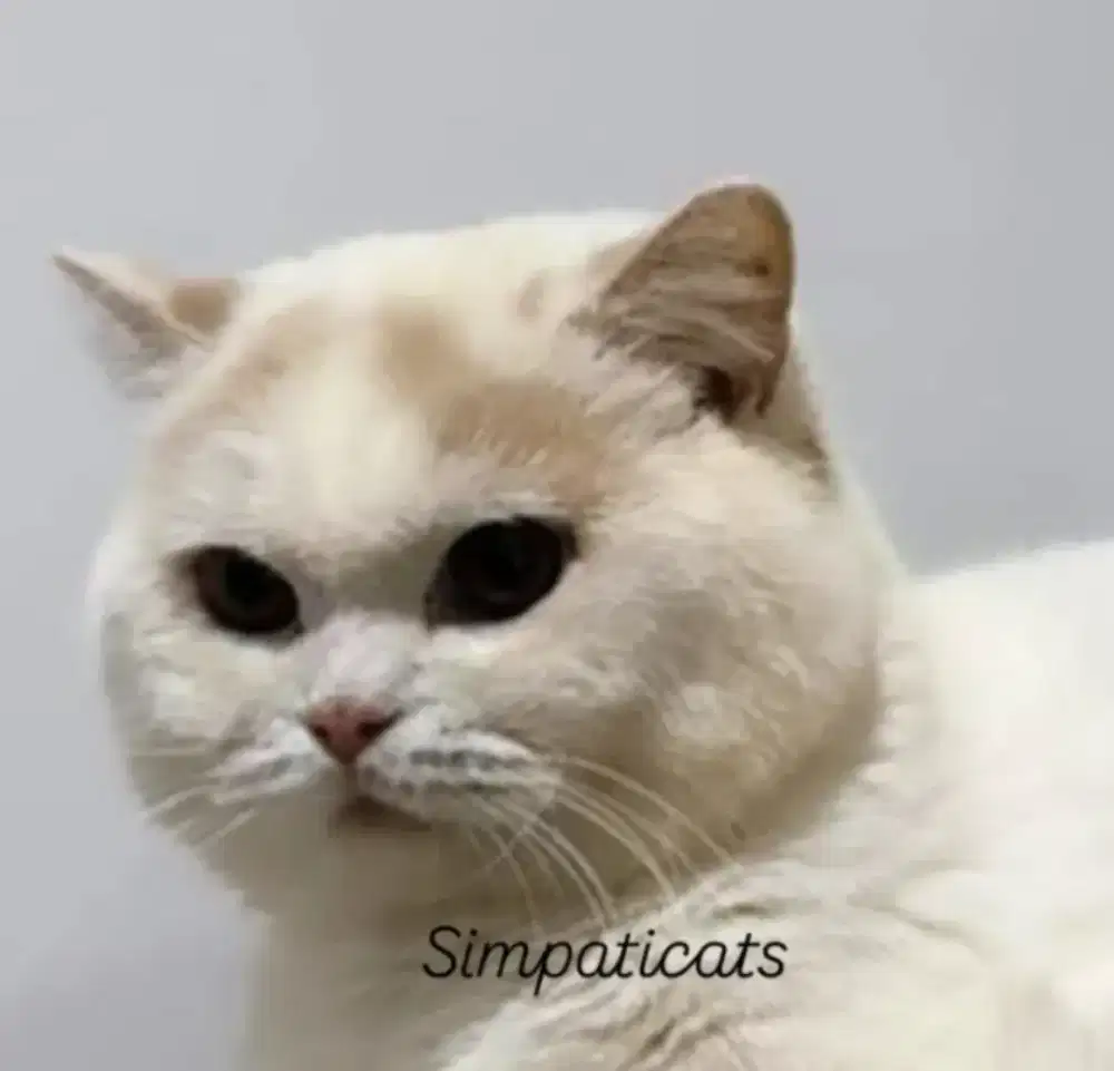 British shorthair pejantan pedigree