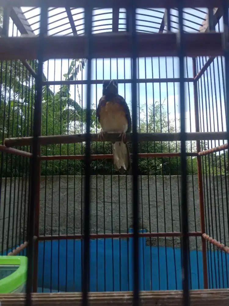 MURAI TROTOL MEDAN FIGHTER