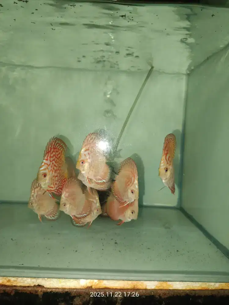 Discus Pigeon High body