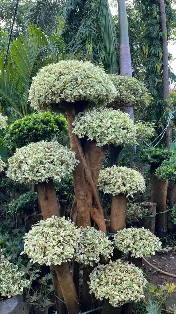 tukang taman makassar dan luar daerah