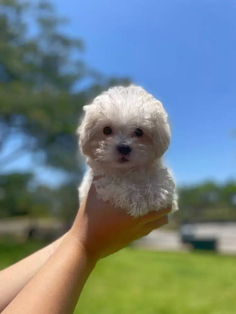 Light Fawn Toy Poodle Betina + Stambum + Vaksin