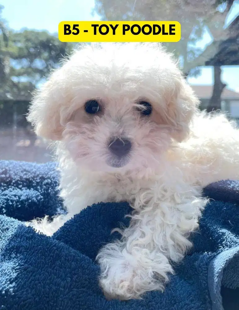 Light Fawn Toy Poodle Betina + Stambum + Vaksin