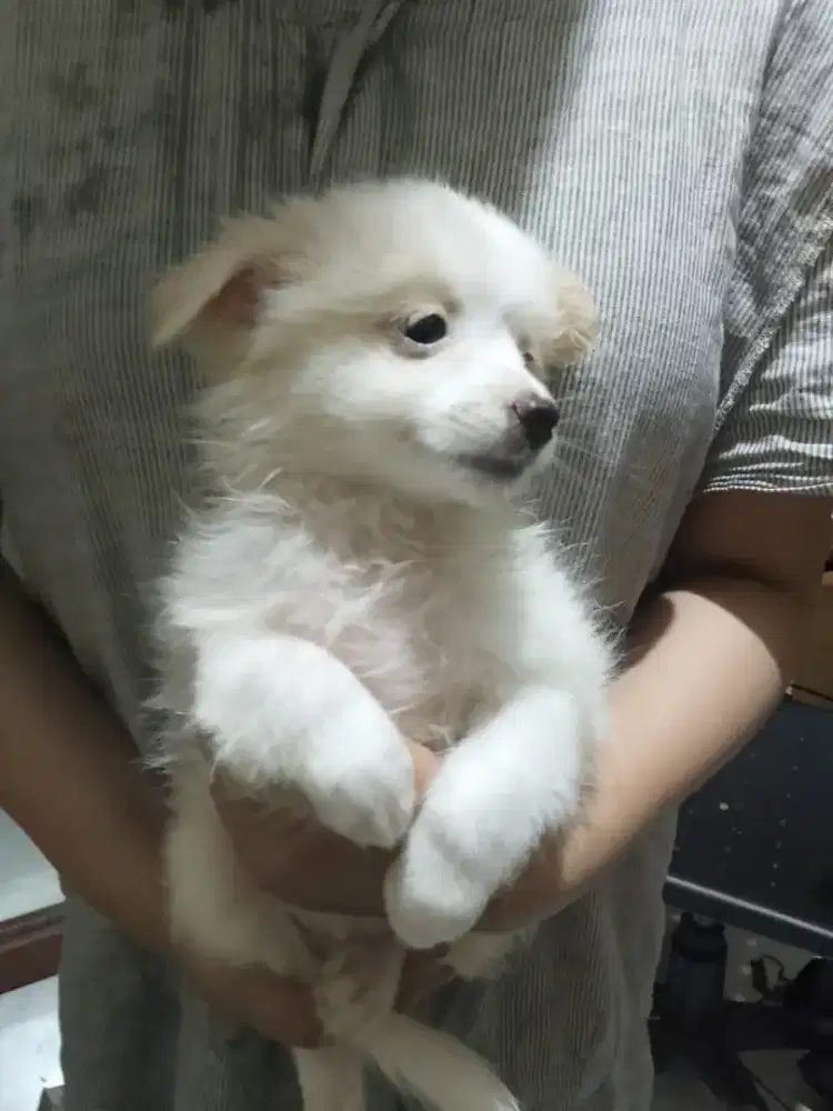 Hih tzu mix  mini pom lucu