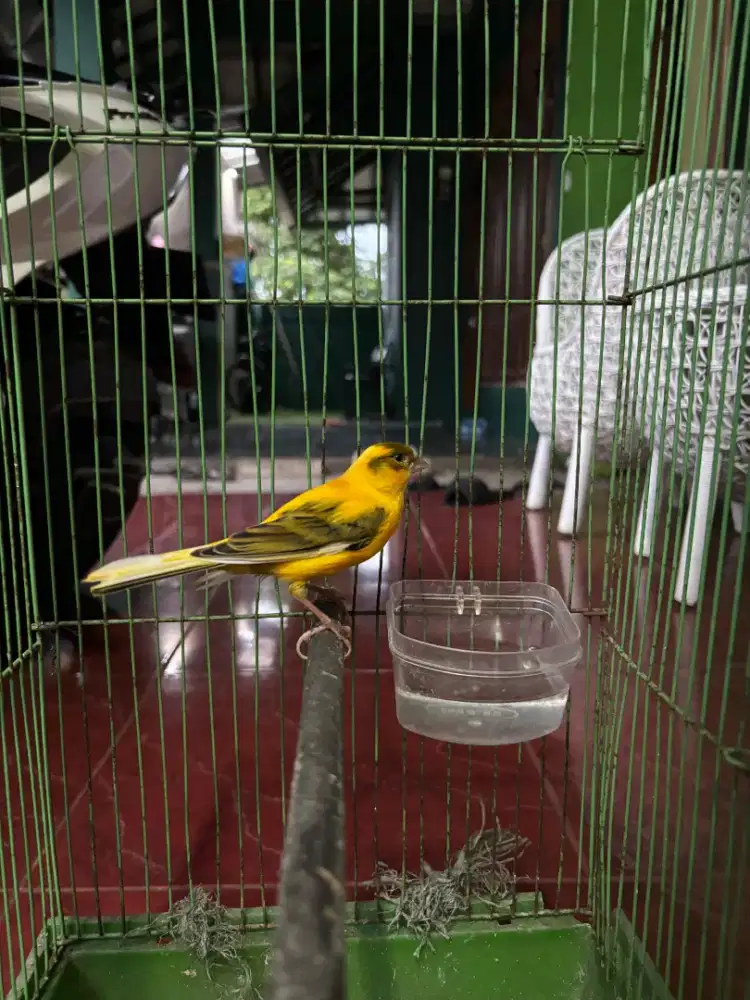 Burung Kenari Loper Bon