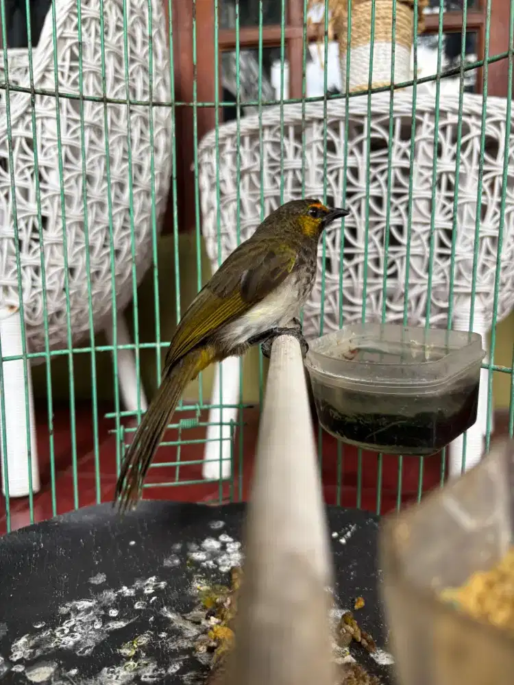 Burung Cucak Wilis sudah gacor