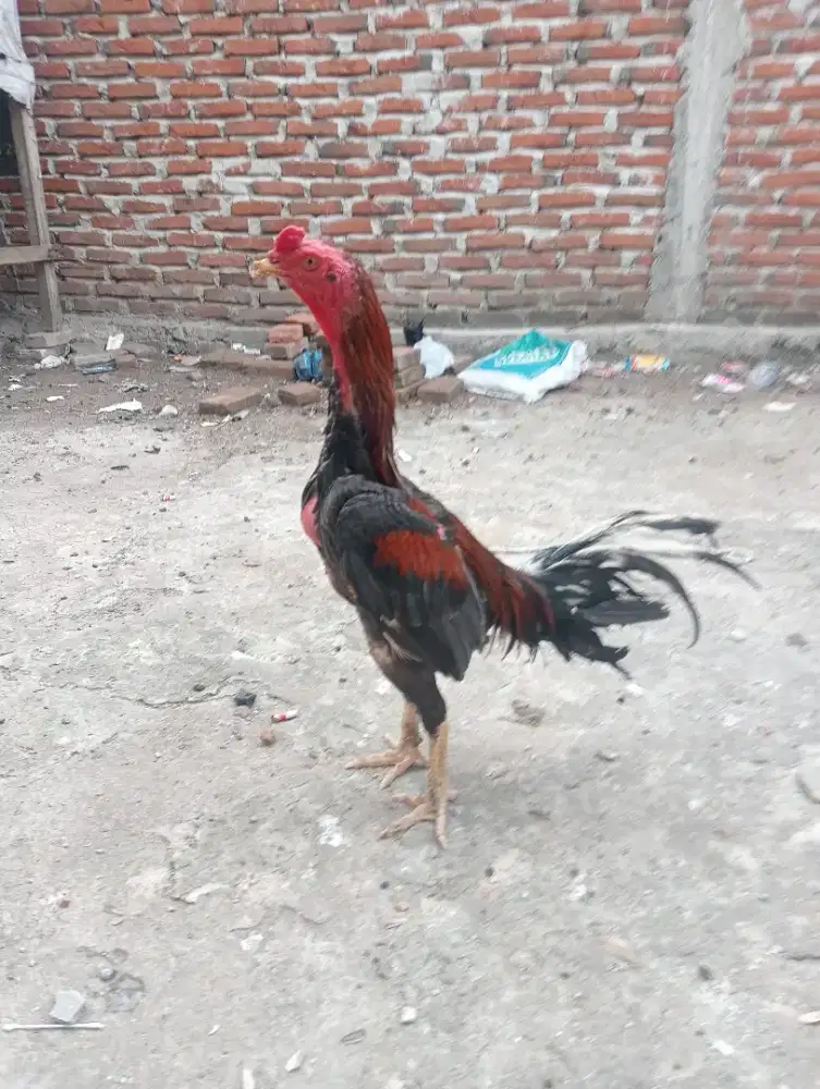 Ayam Bangkok Selatan