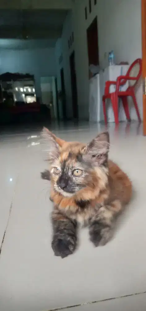 Persia big bone betina