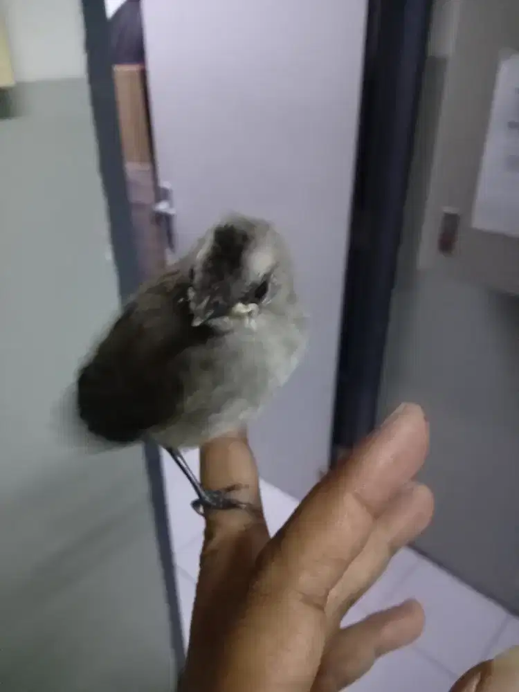 Burung anakkan trucuan jantan makan sendiri