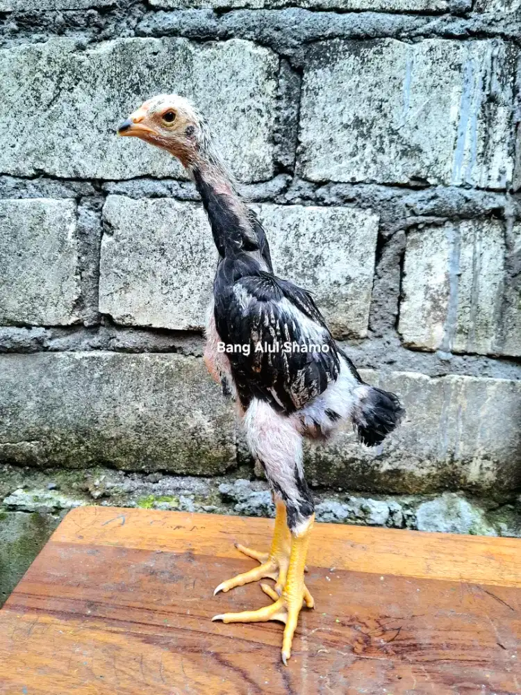 Ayam Shamo Eropa Ori Line Nuber x