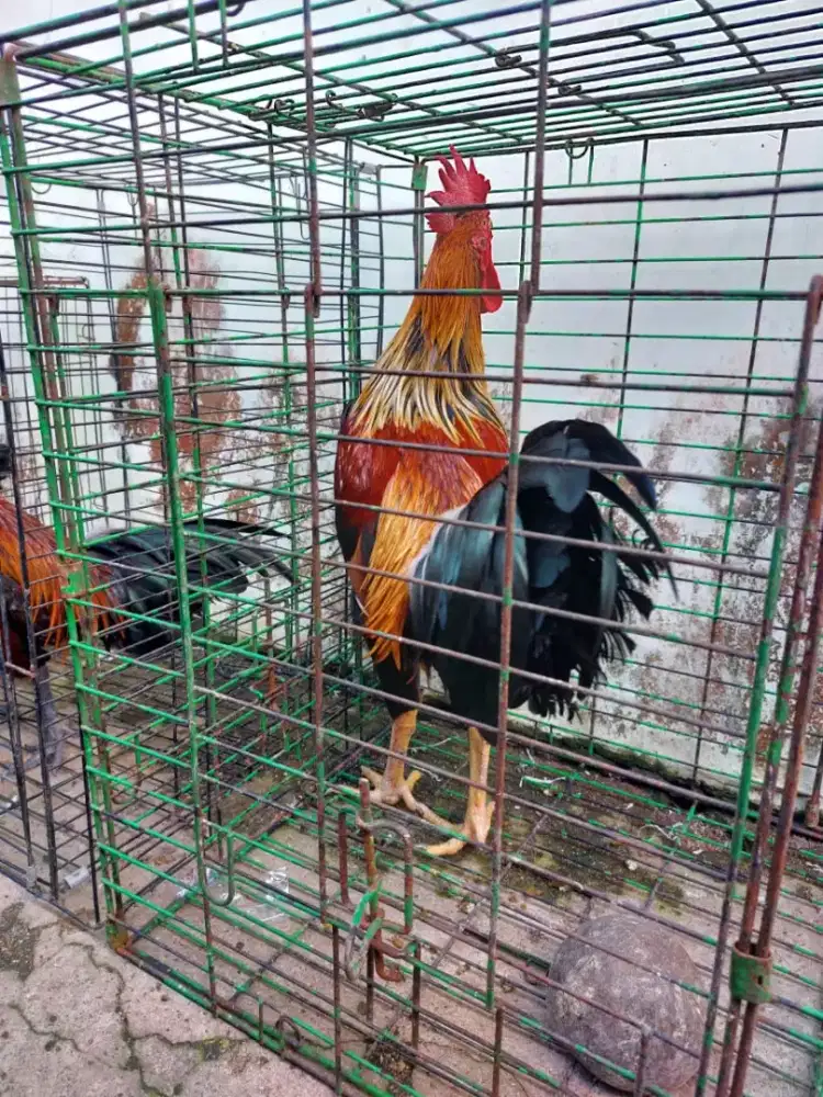 Ayam ketawa durasi panjang masih muda