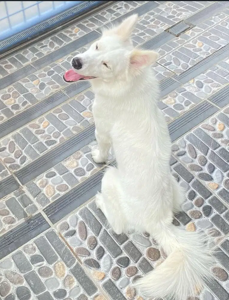 anjing kintamani mix golden