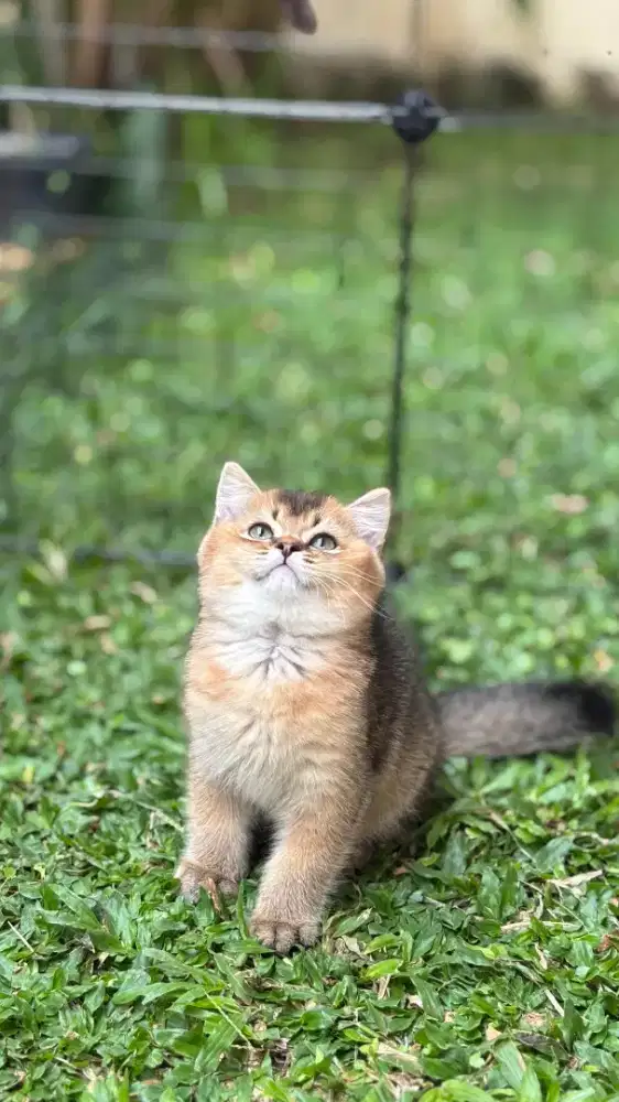 KittenBSH BRITISH SHORTHAIR GOLDEN NY25 Line import jantan