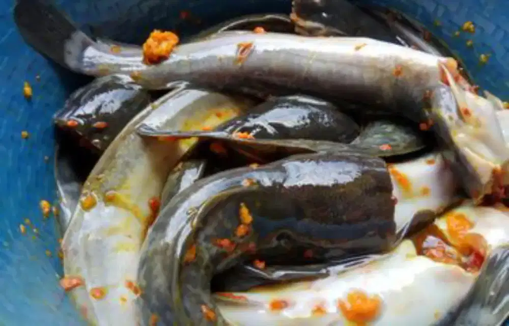 Ikan lele konsumsi sudah marinasi 100 kg