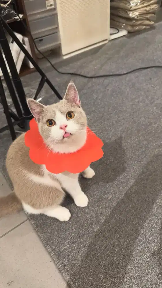 BRITISH SHORTHAIR BICO FAWN/BICO LILAC LINE PED JANTAN