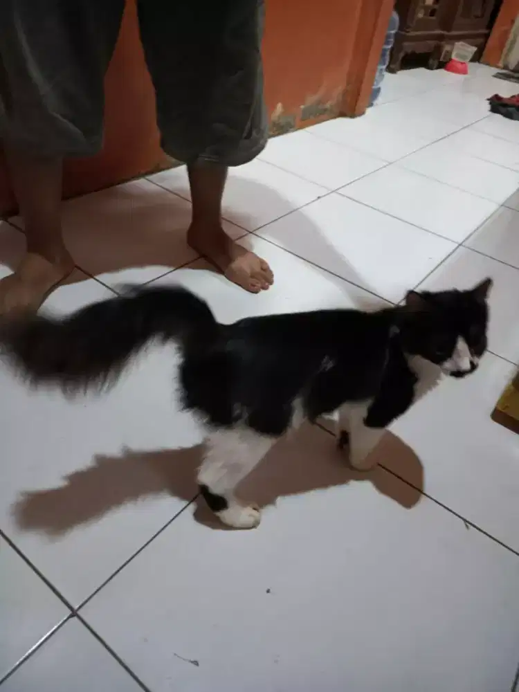 la kucing persia hitam putih buntut kipas