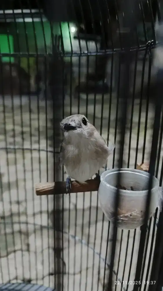 Burung kancilan bakau