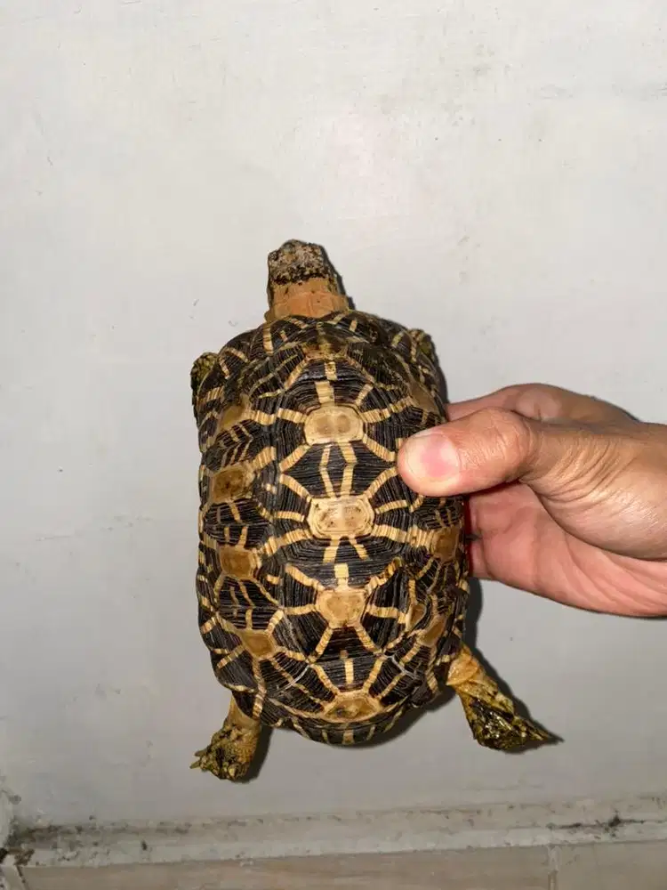 Kura darat Indiana Star