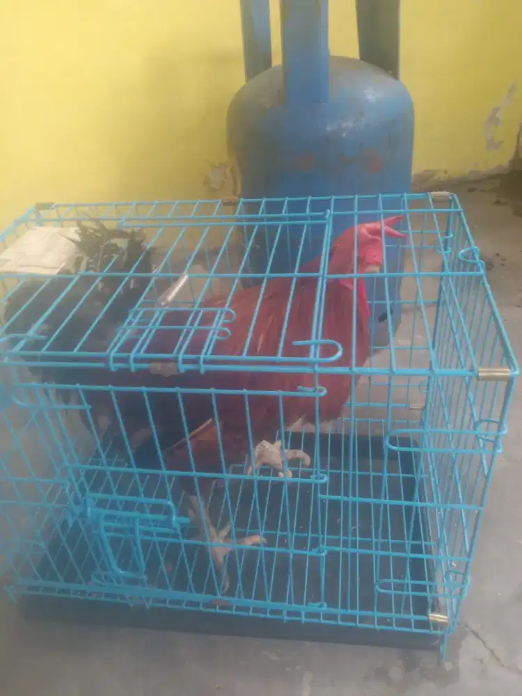 Jual Ayam Jago Jantan sehat doyan makan