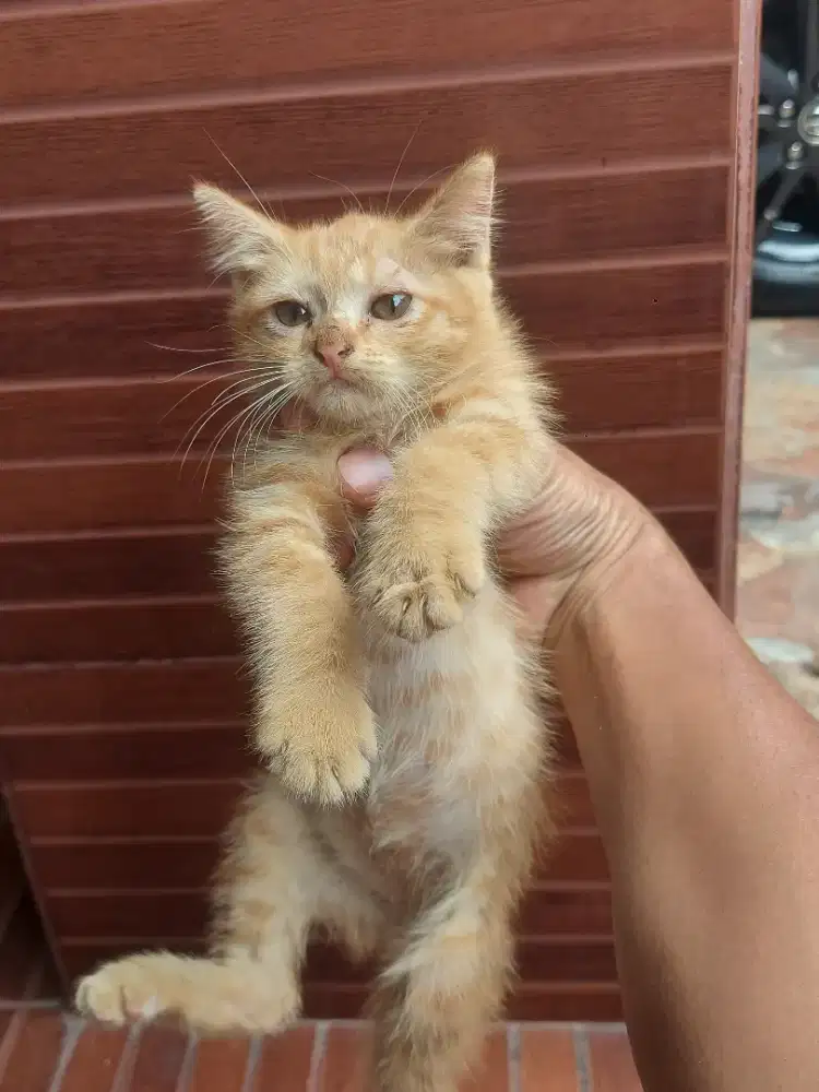 Kucing Kitten Persia mixdom usia 2 bulan