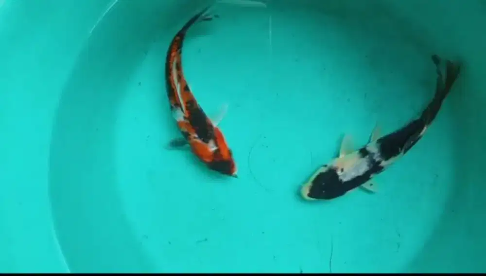 Dijual paket ikan koi 2 ekor size-+17cm
