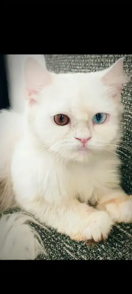 Kucing Persia Betina dewasa proven