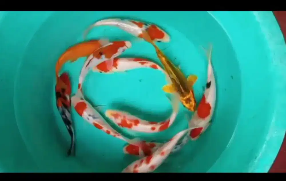 Dijual paket ikan koi 11 ekor size-+15 cm