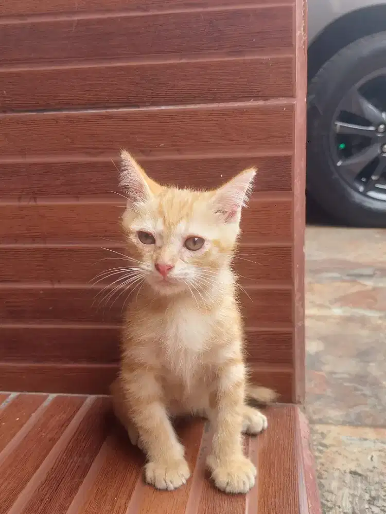 Kucing Kitten Persia mixdom usia 2 bulan